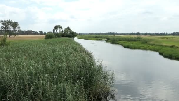 Гавел Річковий Краєвид Літній Час Havelland Бранденбург Німеччини Вербами Довгі — стокове відео