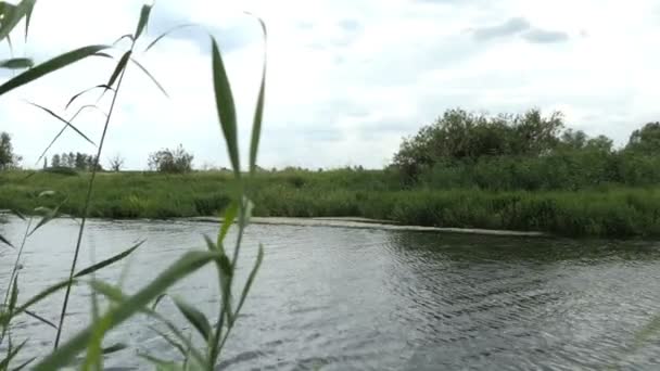 Paesaggio Fluviale Havel Durante Estate Havelland Brandeburgo Germania Salici Lungo — Video Stock