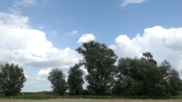 Typické Letní Čas Luční Krajina Řece Havel Havelland Německo — Stock video