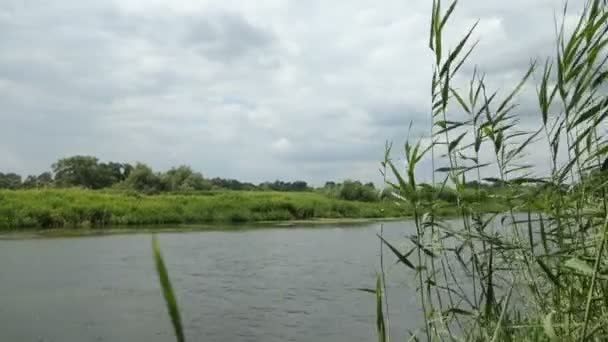 Paesaggio Fluviale Havel Durante Estate Havelland Brandeburgo Germania Salici Lungo — Video Stock