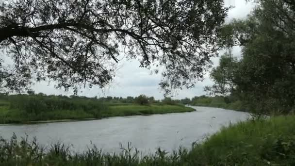 Havel Nehri Manzara Havelland Brandenburg Almanya Yaz Döneminde Söğüt Ağaçları — Stok video