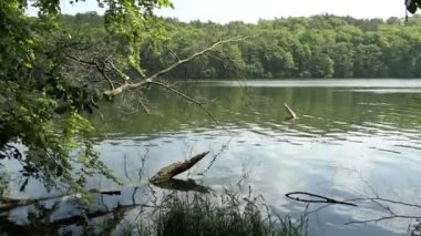 Yaz kayın ağacı forst Brandenburg (Almanya) Tornowsee gölde. Boltenmuehle (engl Turizm hedef. Bolt değirmen).