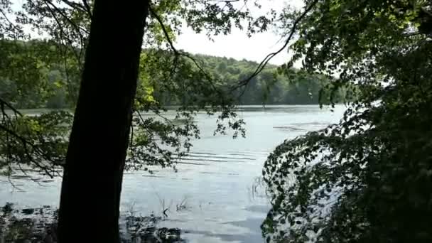 Форст Летнего Бука Озере Торновзее Бранденбурге Германия Туристический Центр Boltenmuehle — стоковое видео