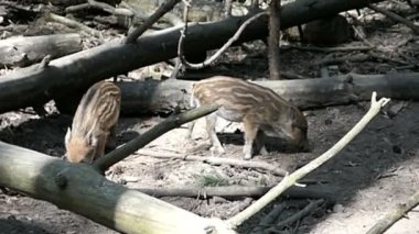 Bebek yaban domuzu ormanda sokak grubu. Squeakers