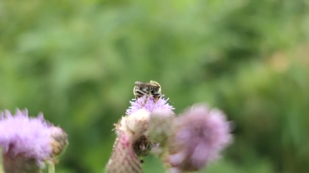 Stojan Zaměření Divoké Včely Květu Bodláku — Stock video