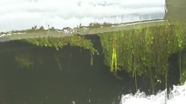 Вода Стікає Вниз Сміттєвому Баку Підводні Рослини Видимі — стокове відео