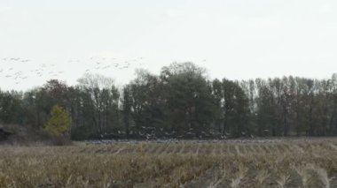 Vinç kuşlar sürüsü otlatmak Brandenburg (Almanya, Rhinluch bölge sahasının)