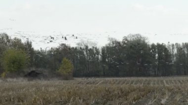 Vinç kuşlar sürüsü otlatmak Brandenburg (Almanya, Rhinluch bölge sahasının)