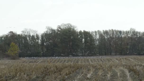 Flock Crane Birds Graze Field Rhinluch Region Brandenburg Germany — Stock Video