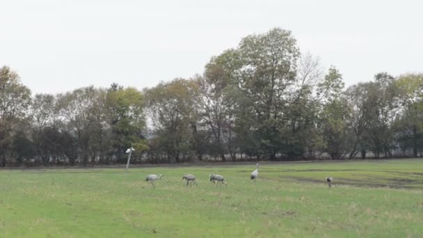 Zwerm Vogels Kraan Grazen Een Veld Rhinluch Regio Brandenburg Duitsland — Stockvideo