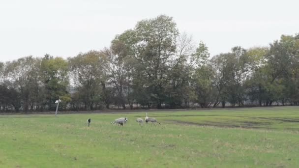 Manada Aves Grulleras Pastan Campo Región Rhinluch Brandeburgo Alemania — Vídeo de stock