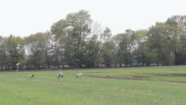 Zwerm Vogels Kraan Grazen Een Weide Bij Rhinluch Regio Brandenburg — Stockvideo