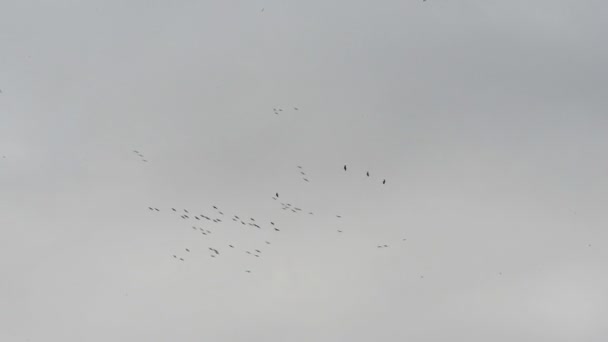 Bandada Grullas Volando Círculos Cielo Migración Aves Otoño Alemania — Vídeo de stock