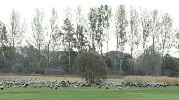 Manada Aves Grulleras Pastan Campo Región Rhinluch Brandeburgo Alemania — Vídeos de Stock