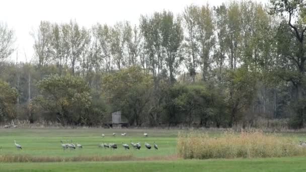 Stado Ptaków Żuraw Pasą Się Pola Regionie Rhinluch Brandenburgii Niemcy — Wideo stockowe