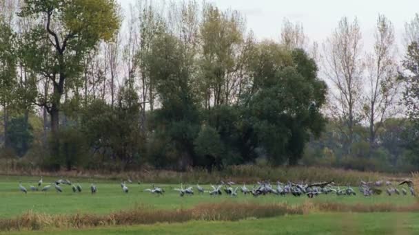 Kranichvogelschwarm Weidet Auf Einem Feld Brandenburgischen Rhinluch — Stockvideo