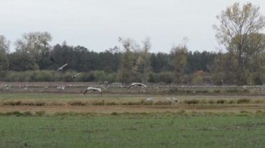 Vinç kuşlar sürüsü otlatmak Brandenburg (Almanya, Rhinluch bölge sahasının)