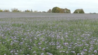 Yeşil gübre alanında Phacelia sonbahar. scorpionweed veya Kediotu olarak da bilinen. 