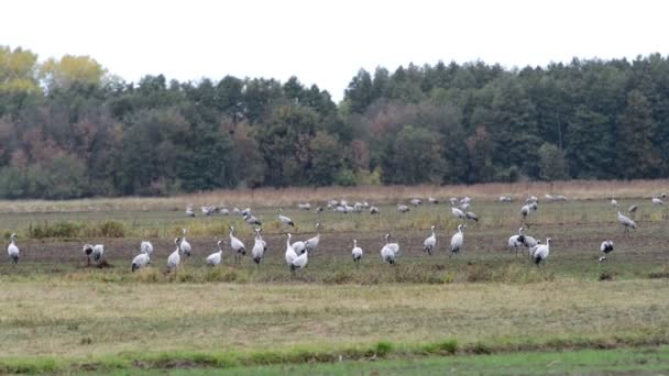 Flock Crane Birds Graze Field Rhinluch Region Brandenburg Germany — Stock Video