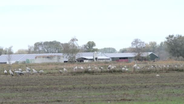 Zwerm Vogels Kraan Grazen Een Veld Rhinluch Regio Brandenburg Duitsland — Stockvideo