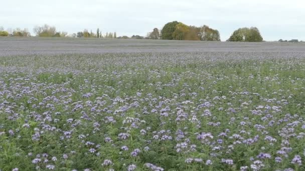 Green Manure Field Phacelia Autumn Time Also Known Scorpionweed Heliotrope — Stock Video
