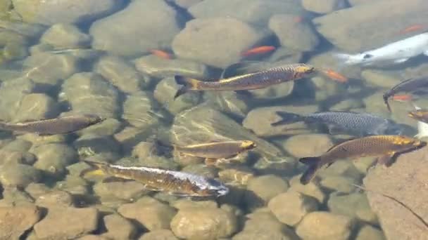 poissons koï nageant en groupes dans un étang .