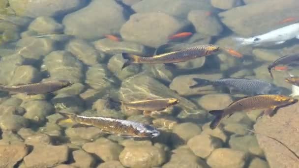 Koi Ψάρια Κολύμπι Ομάδες Μια Λιμνούλα — Αρχείο Βίντεο
