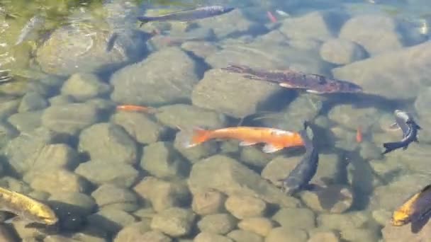 poissons koï nageant en groupes dans un étang .