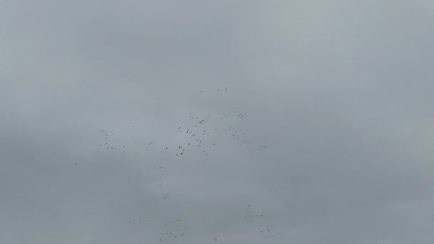 Rebanho Pássaros Guindastes Voando Círculos Céu Migração Aves Outono Alemanha — Vídeo de Stock