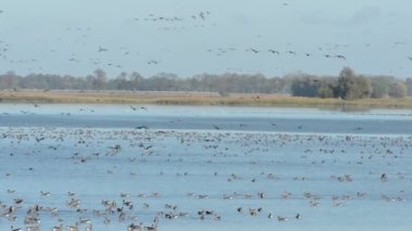 Uçan ve bir gölde dinlenme boz kaz grubu. Havelland bölgesi sonbahar kuş göç sezon. (Almanya)