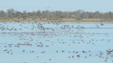 Uçan ve bir gölde dinlenme boz kaz grubu. Havelland bölgesi sonbahar kuş göç sezon. (Almanya)