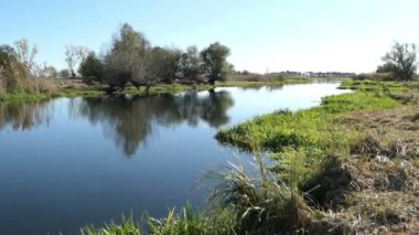 Söğüt ağaçları Havel Nehri kıyısında. Havelland bölge manzara. (Almanya)