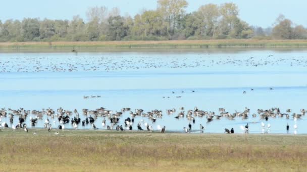 Gruppo Greylag Oca Che Vola Riposa Lago Stagione Autunnale Migrazione — Video Stock