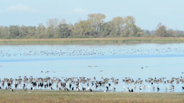 ハイイロガン飛行と湖畔に安静時のグループ Havelland 地域の秋鳥の渡りの季節 ドイツ — ストック動画