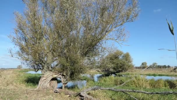 Weiden Havelufer Havelländische Landschaft Deutschland — Stockvideo