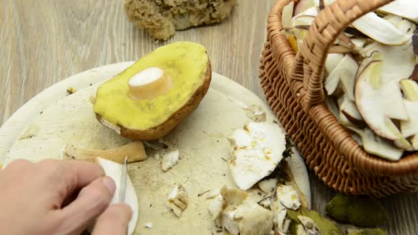 Mãos Limpando Cogumelo Pão Centavo Alimentos Sazonais — Vídeo de Stock
