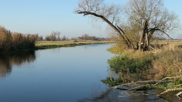 Rivière Havel Pendant Automne Paysage Havelland Allemagne Saule Roseau Sur — Video