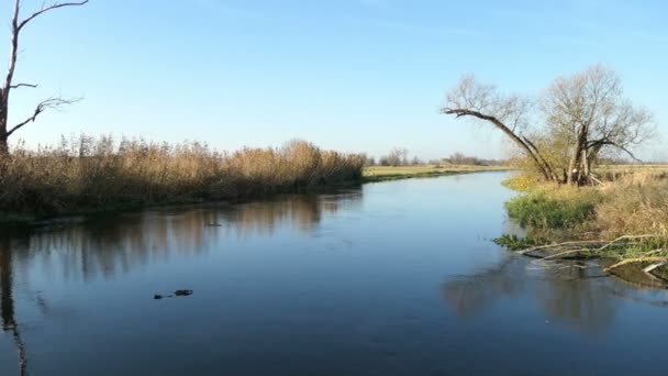 Sonbahar Zaman Sırasında Havel Nehri Havelland Almanya Manzara Söğüt Ağacı — Stok video