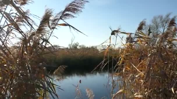 秋天的哈维尔河 德国的哈韦兰风景 芦苇在岸上 — 图库视频影像