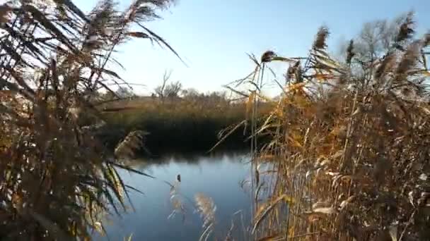 秋天的哈维尔河 德国的哈韦兰风景 柳树和芦苇在岸上 — 图库视频影像