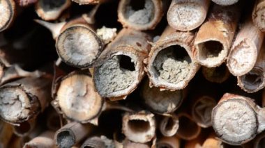 vahşi yalnız arılar dişi arılar için seyir böcek otel önünde uçan. Osmia Bicornis ve Osmia caerulescens