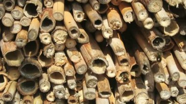 vahşi yalnız arılar dişi arılar için seyir böcek otel önünde uçan. Osmia Bicornis ve Osmia caerulescens