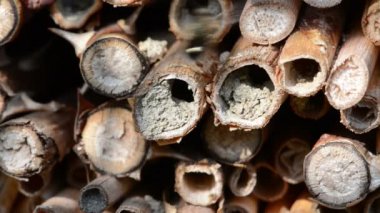 vahşi yalnız arılar dişi arılar için seyir böcek otel önünde uçan. Osmia Bicornis ve Osmia caerulescens