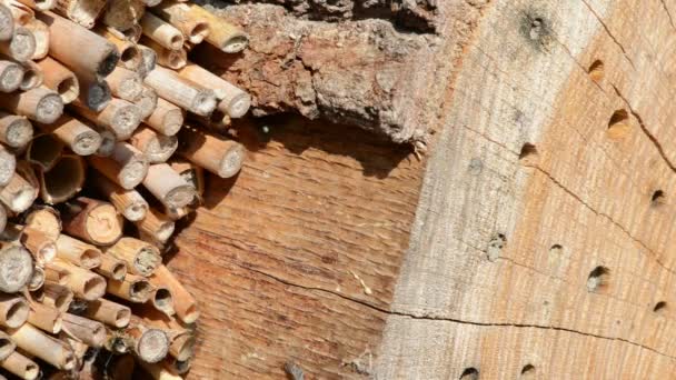Divoké Samotářské Včely Létání Hmyzu Hotel Hledají Samice Včely Osmia — Stock video