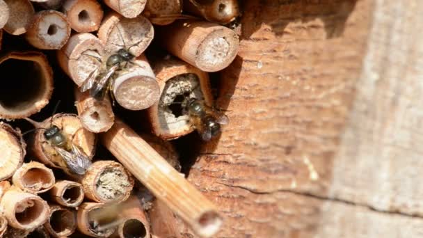野孤蜜蜂飞在昆虫旅馆前寻找雌蜂 蜂二角型和蜂 Caerulescens — 图库视频影像