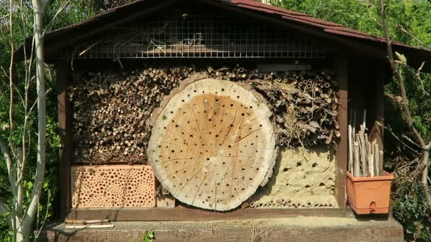 Abejas Solitarias Salvajes Volando Frente Hotel Insectos Busca Abejas Hembras — Vídeos de Stock