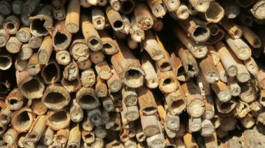 vahşi yalnız arılar dişi arılar için seyir böcek otel önünde uçan. Osmia Bicornis ve Osmia caerulescens