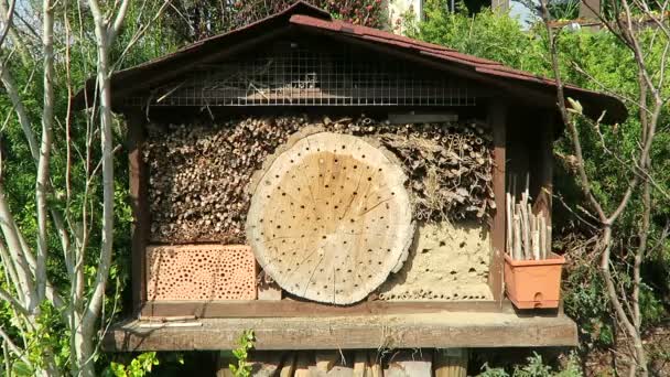 Abejas Solitarias Salvajes Volando Frente Hotel Insectos Busca Abejas Hembras — Vídeo de stock