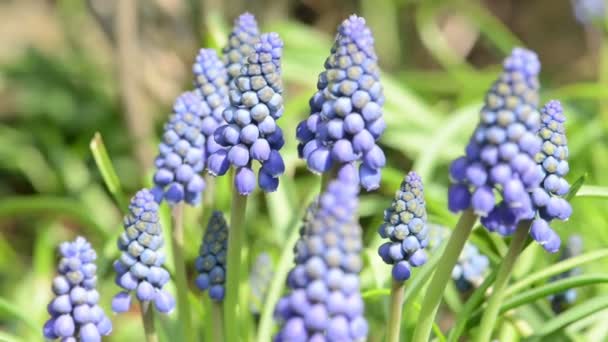 Blue Grape Hyacinth Flower Blossom Springtime — Stock Video