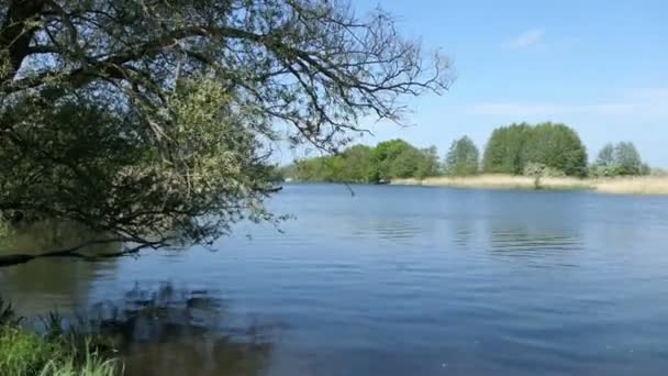 Havel River Landscape Springtime Willow Trees Shore Havelland Region Germany — Stock Video